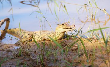 Spectacled-Caiman-Amazon cruise-Aqua Expeditions