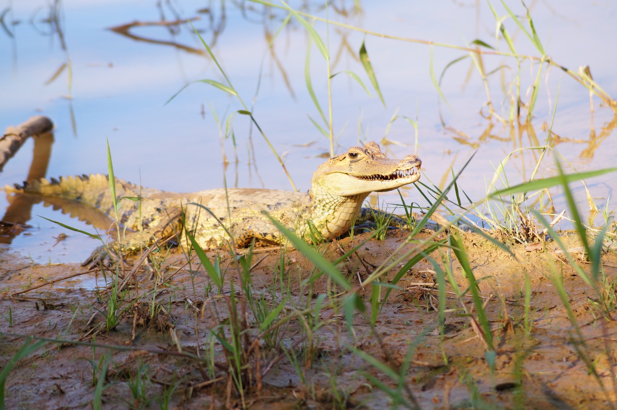 Spectacled-Caiman-Amazon cruise-Aqua Expeditions