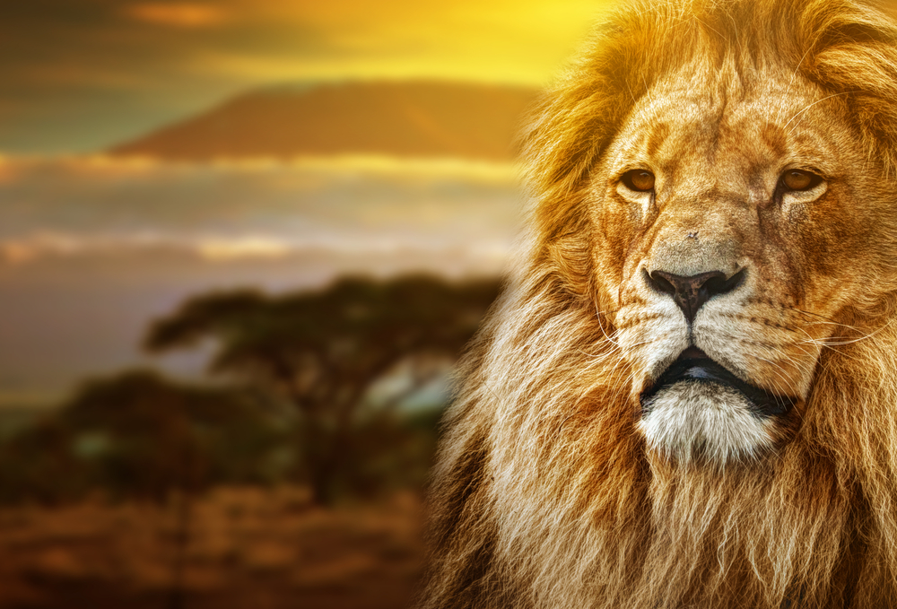 Fly, cruise and safari with Cunard