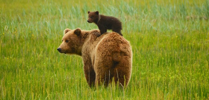 Destination: Alaska