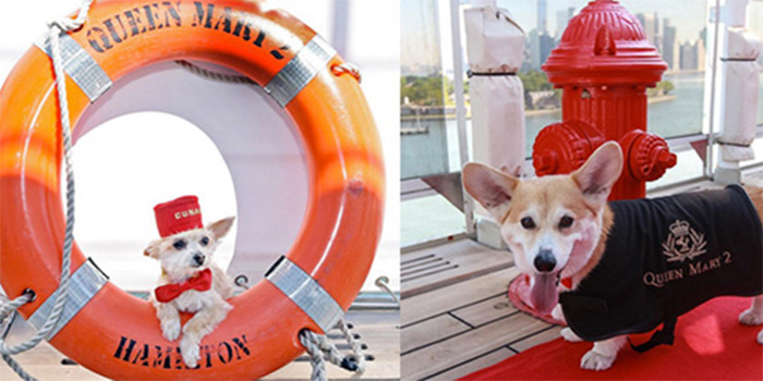 Classy new kennels onboard the Queen Mary 2