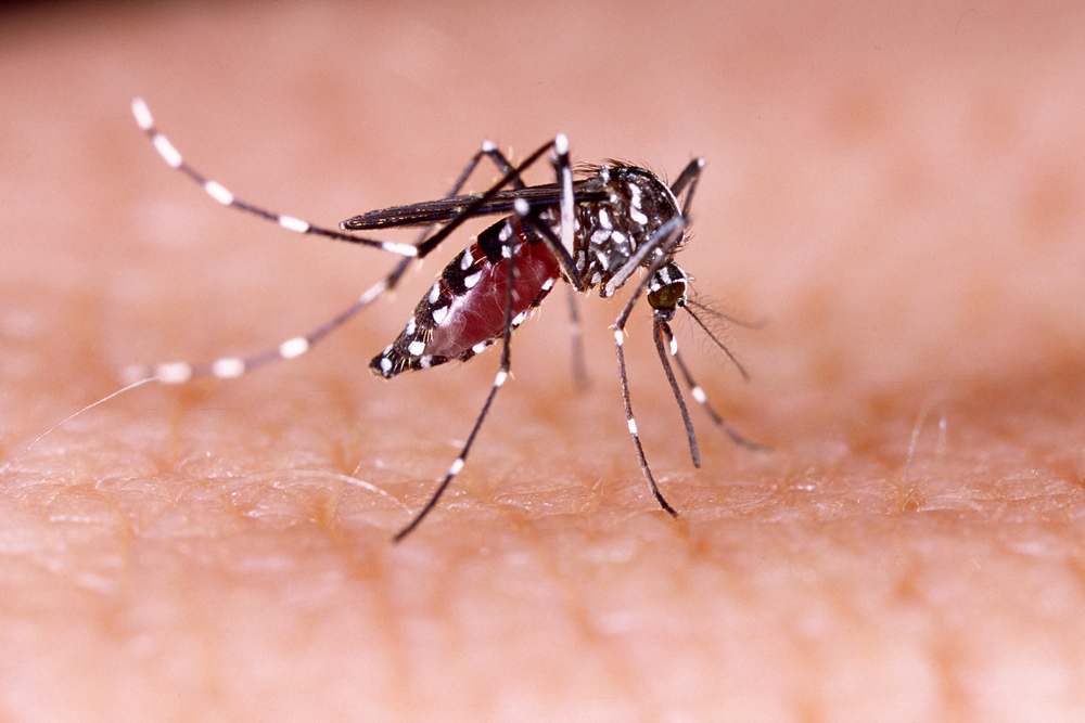 Australia warns on Zika in Singapore