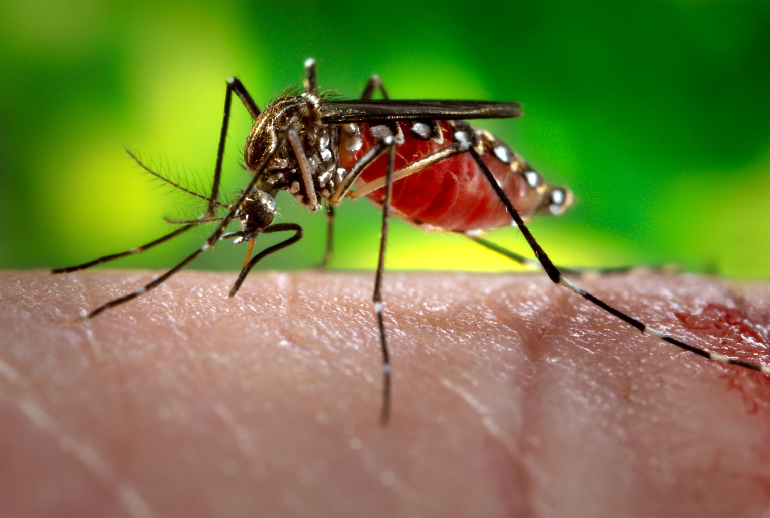 Cruise lines pledge help to passengers on Zika