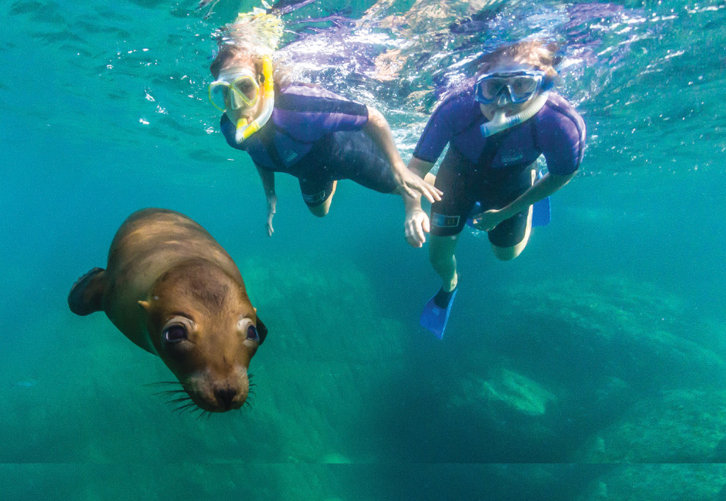 Snorkel with sea lions in Mexico