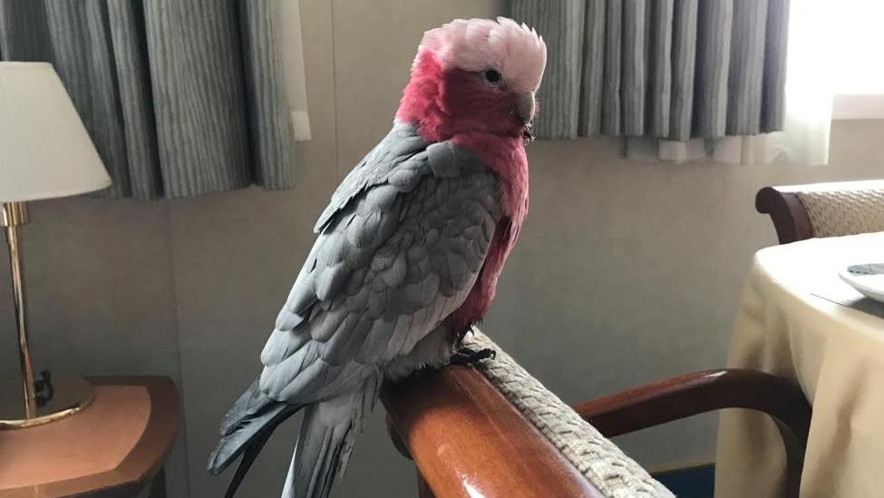 Stowaway galah takes Princess Cruises' holiday around New Zealand