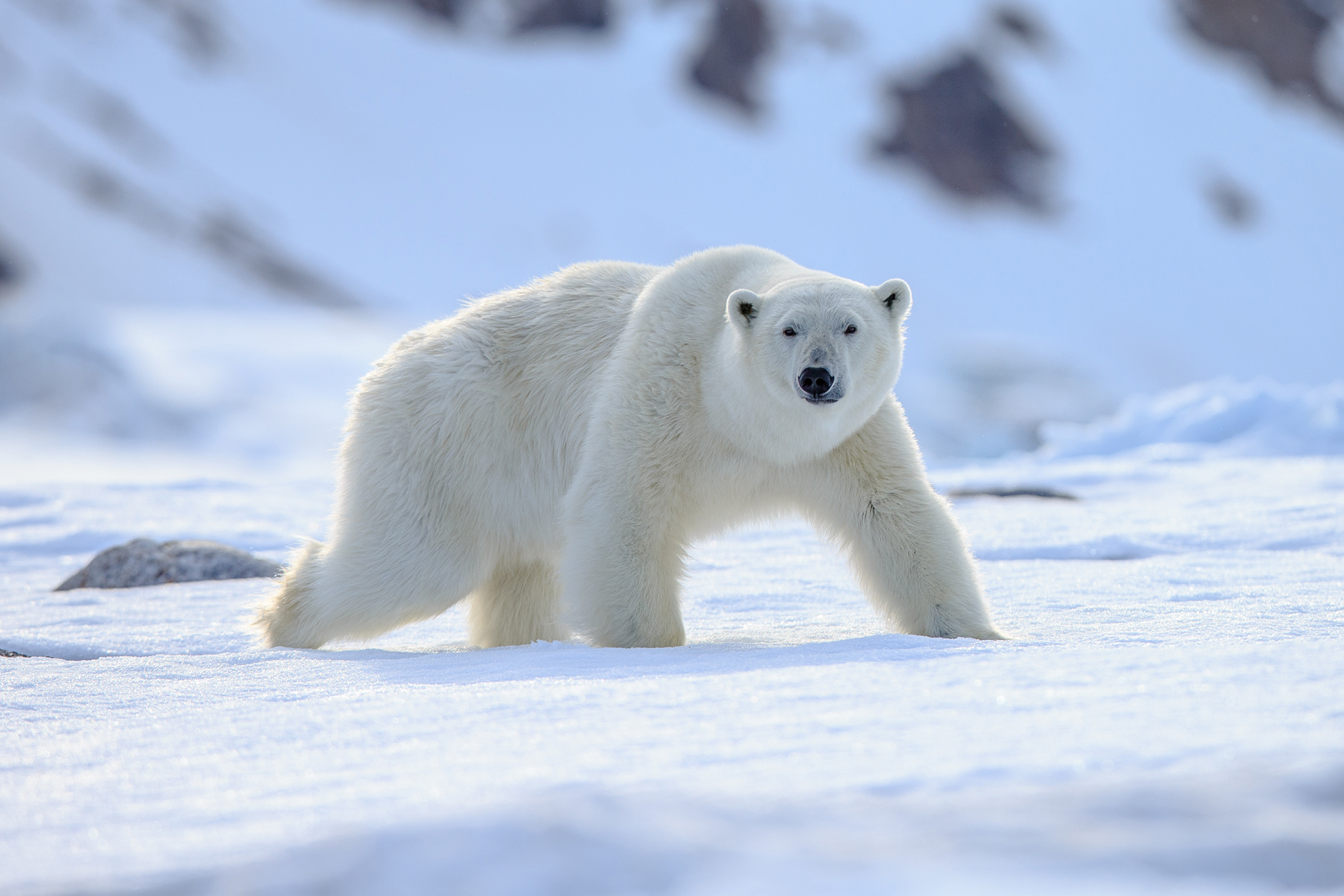 Lindblad expeditions