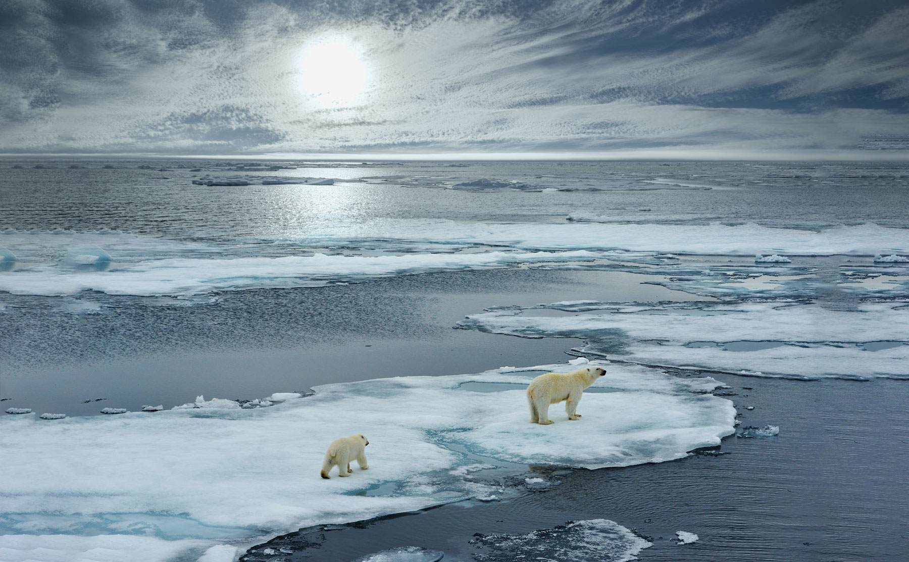 Seabourn Arctic fleet
