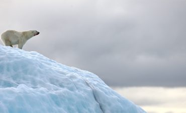 Polar bear death