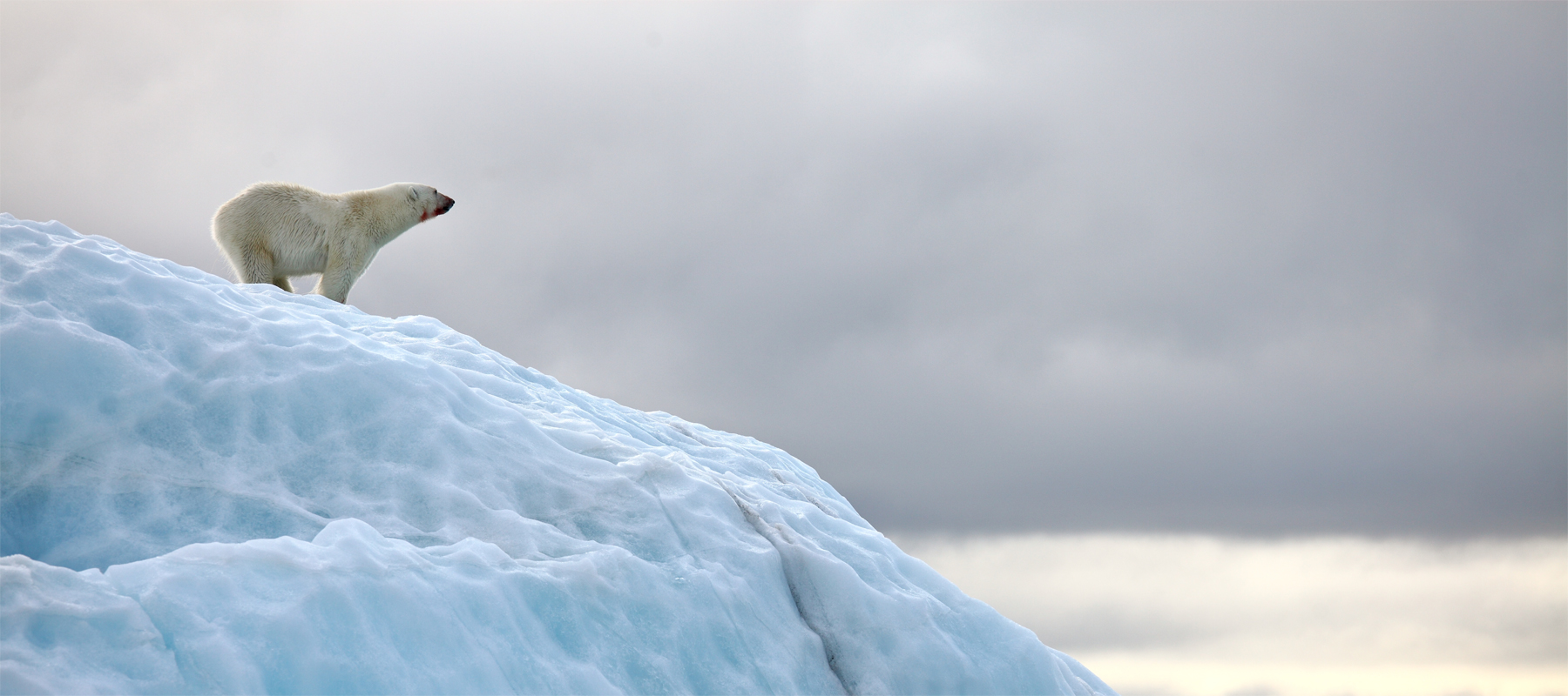 Polar bear death