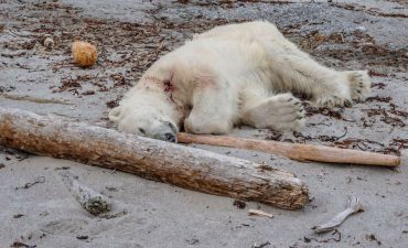 Polar bear killed cruise