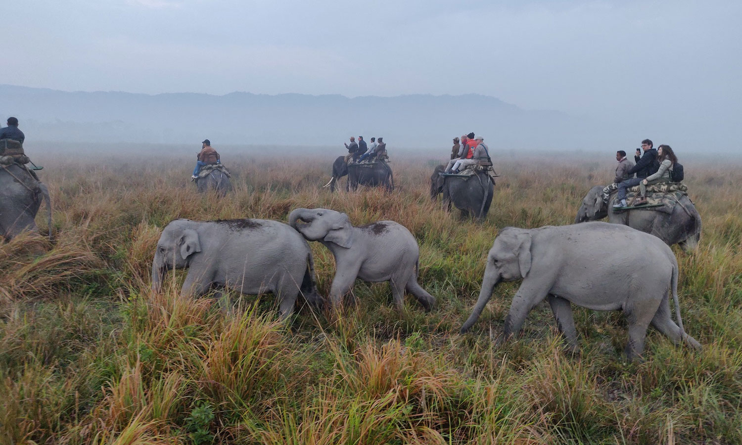Indian wildlife cruise