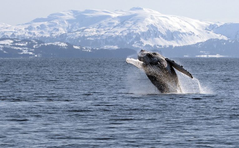 P humpbacks feature pic