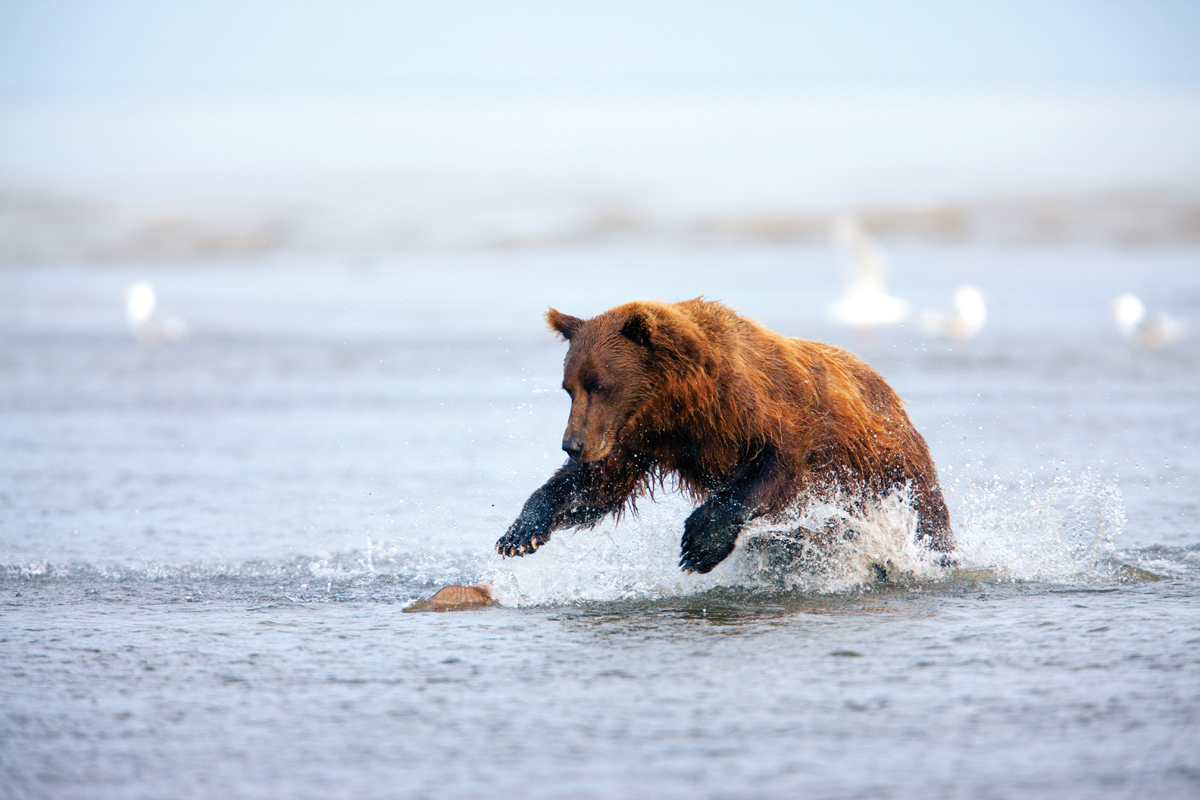 Alaska bears