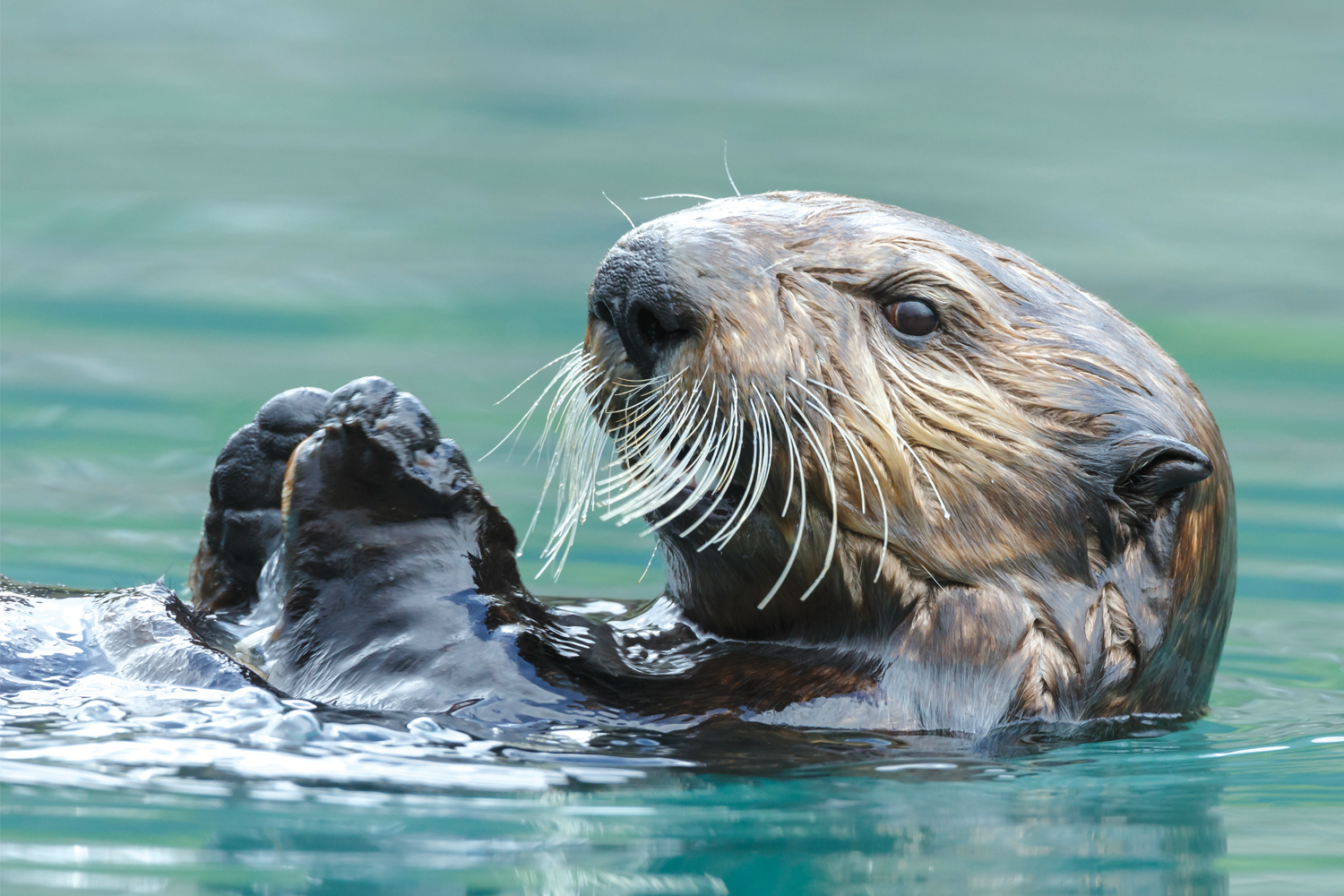 Alaska Wildlife