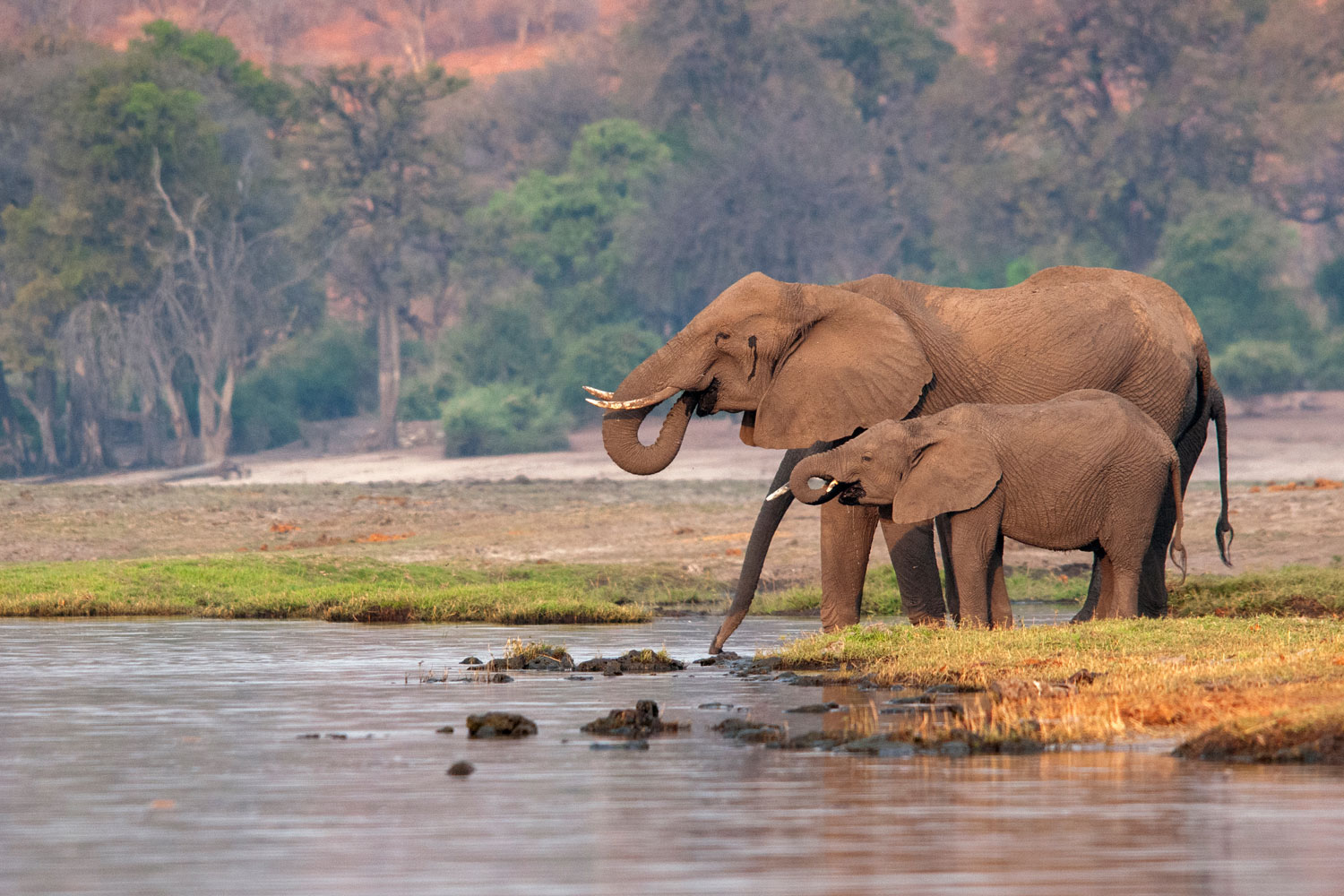 Teeming River Cruises offers safaris