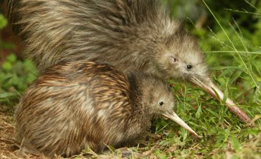Kiwi Bird