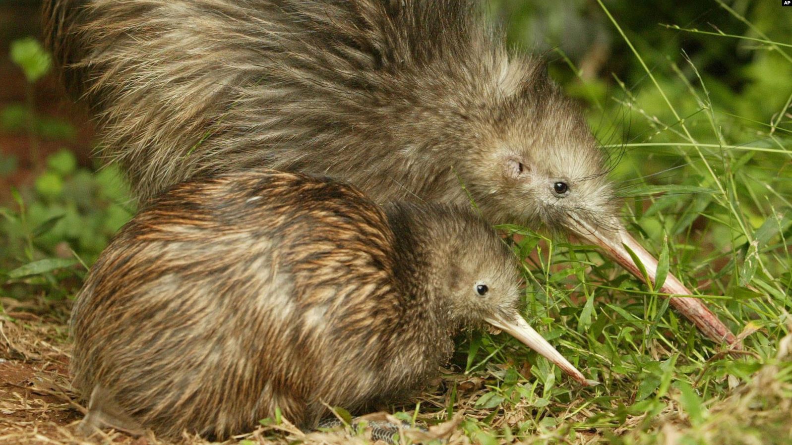 Kiwi Bird