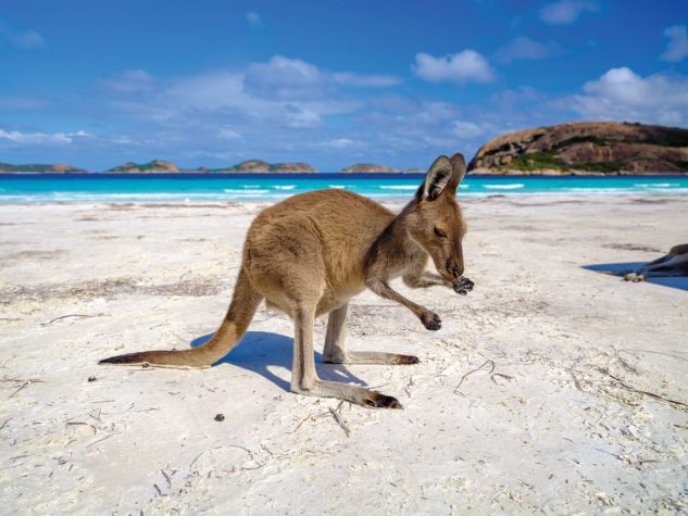 A kangaroo on the beach near Esperance