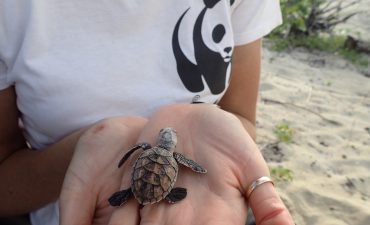 Royal Caribbean comes to the rescue of local hawksbill turtles