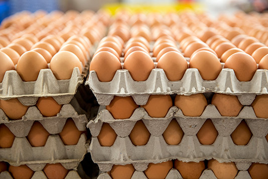 eggs