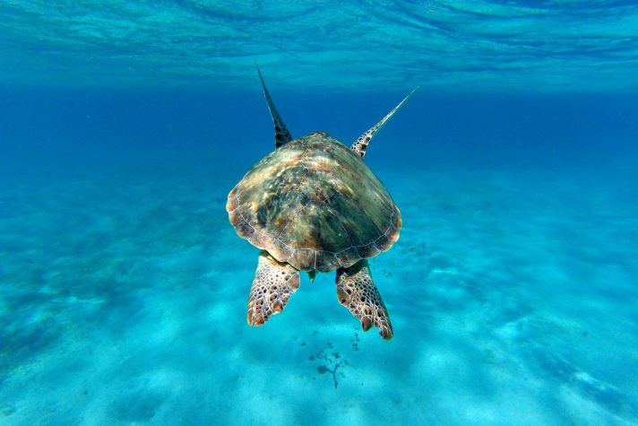 Green Turtle The Caribbean © Studio PONANT Margot Sib