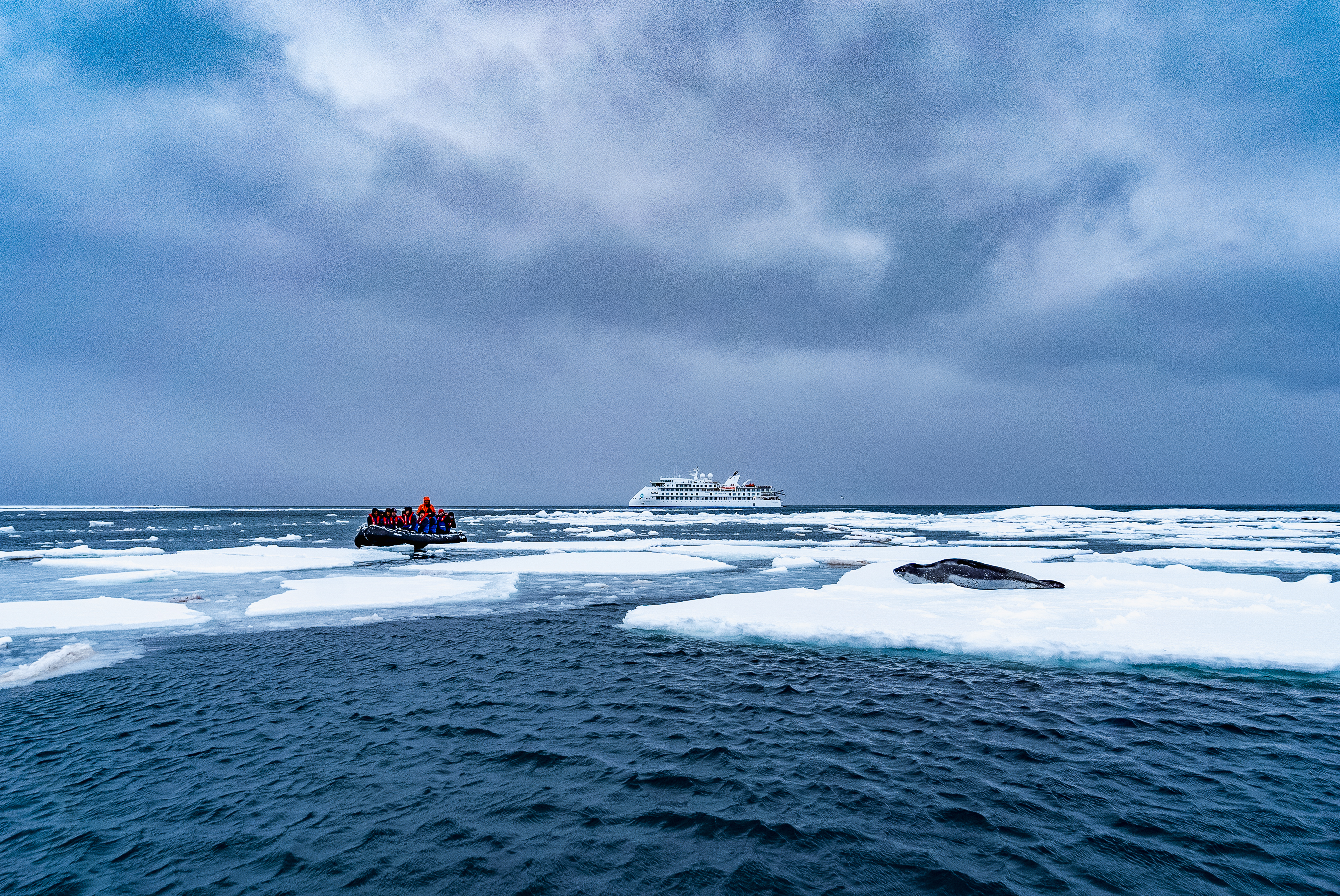 Zodiac leopard seal and the Greg Mortimer