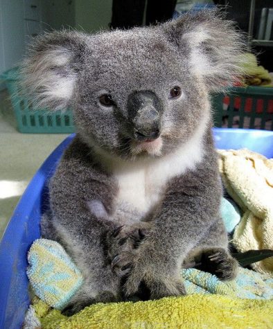 koala