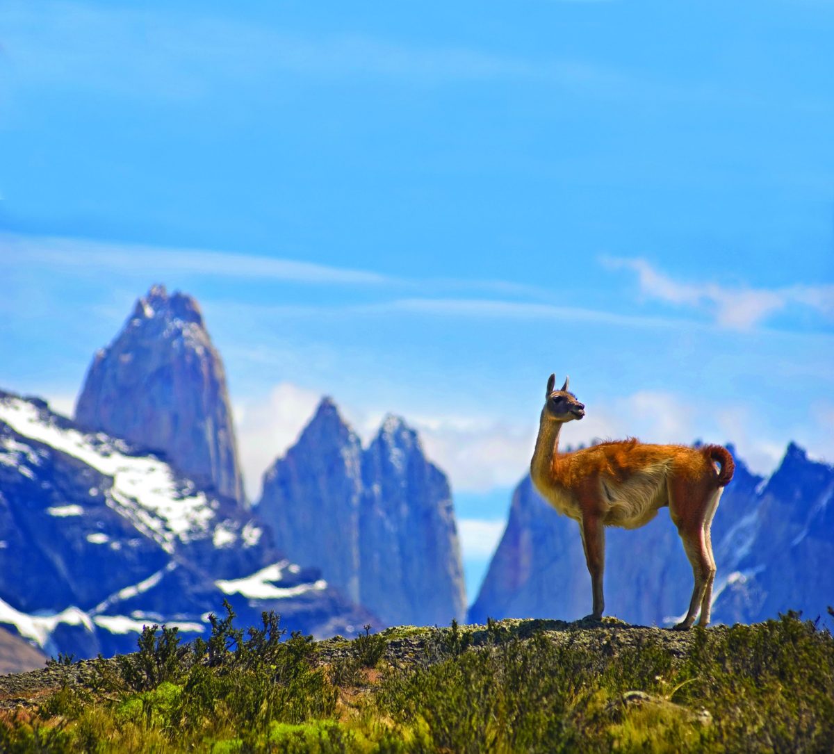 Punta Arenas