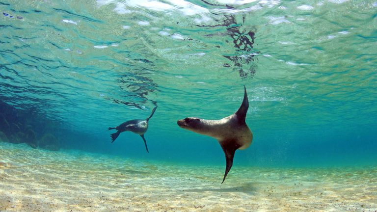 Playful seals in the Galapagos