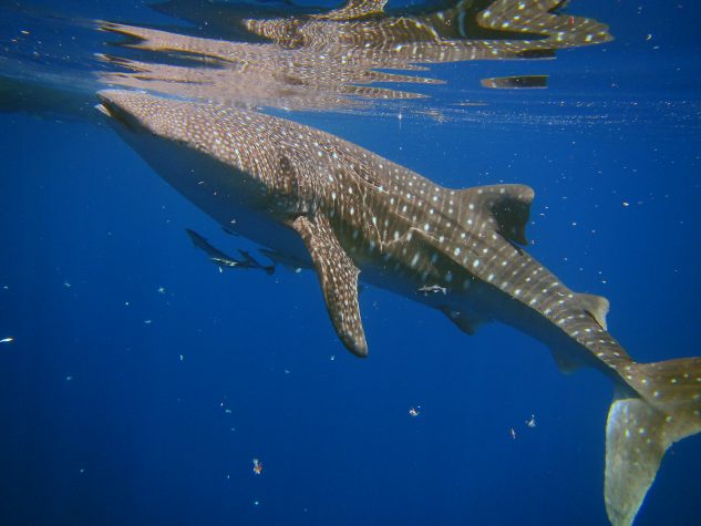 Cenderawasih Bay