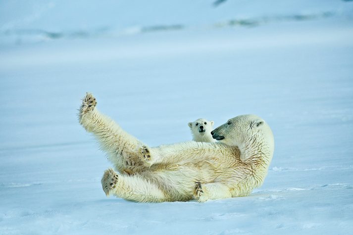 Polar bear in Norway