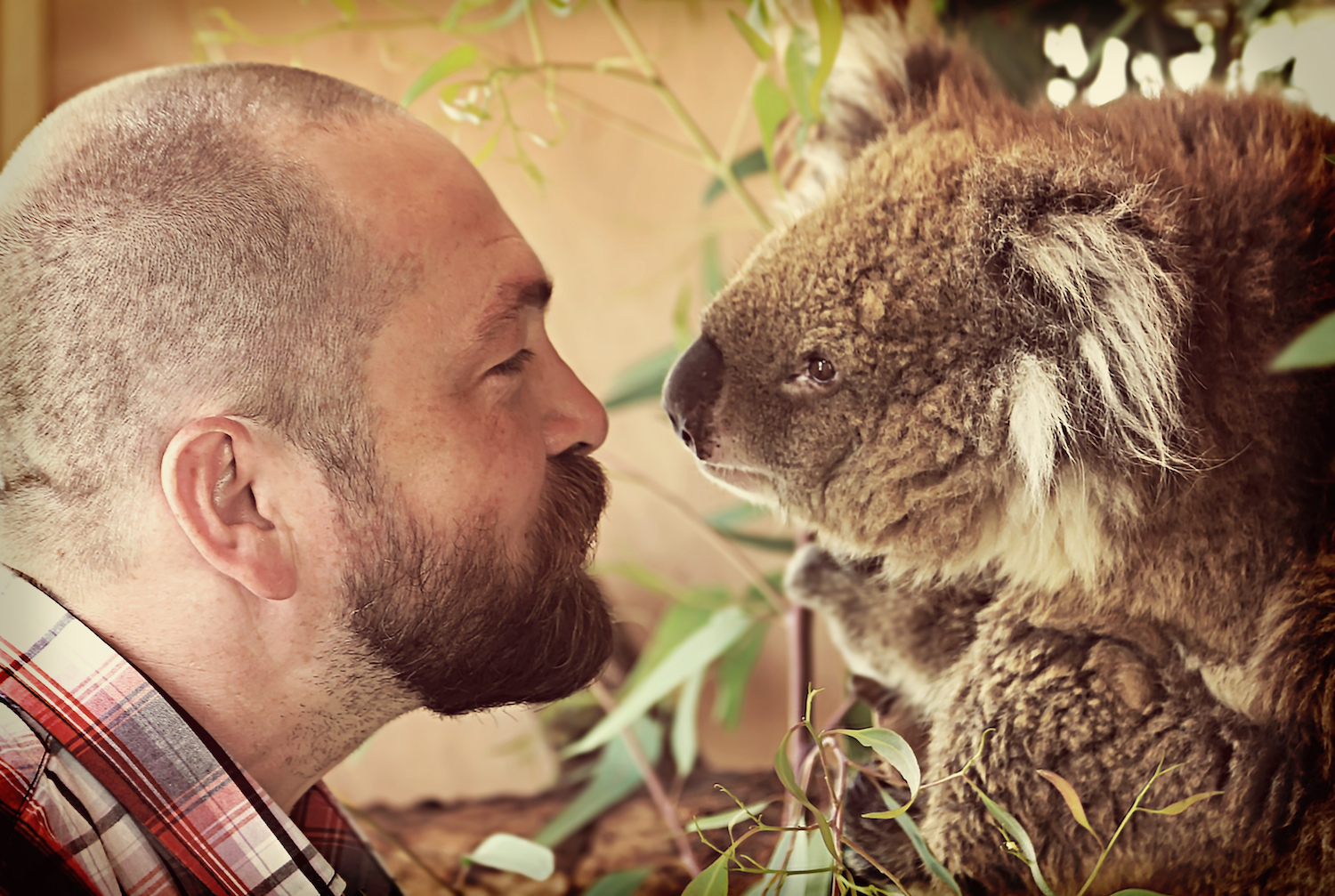 Man and koala