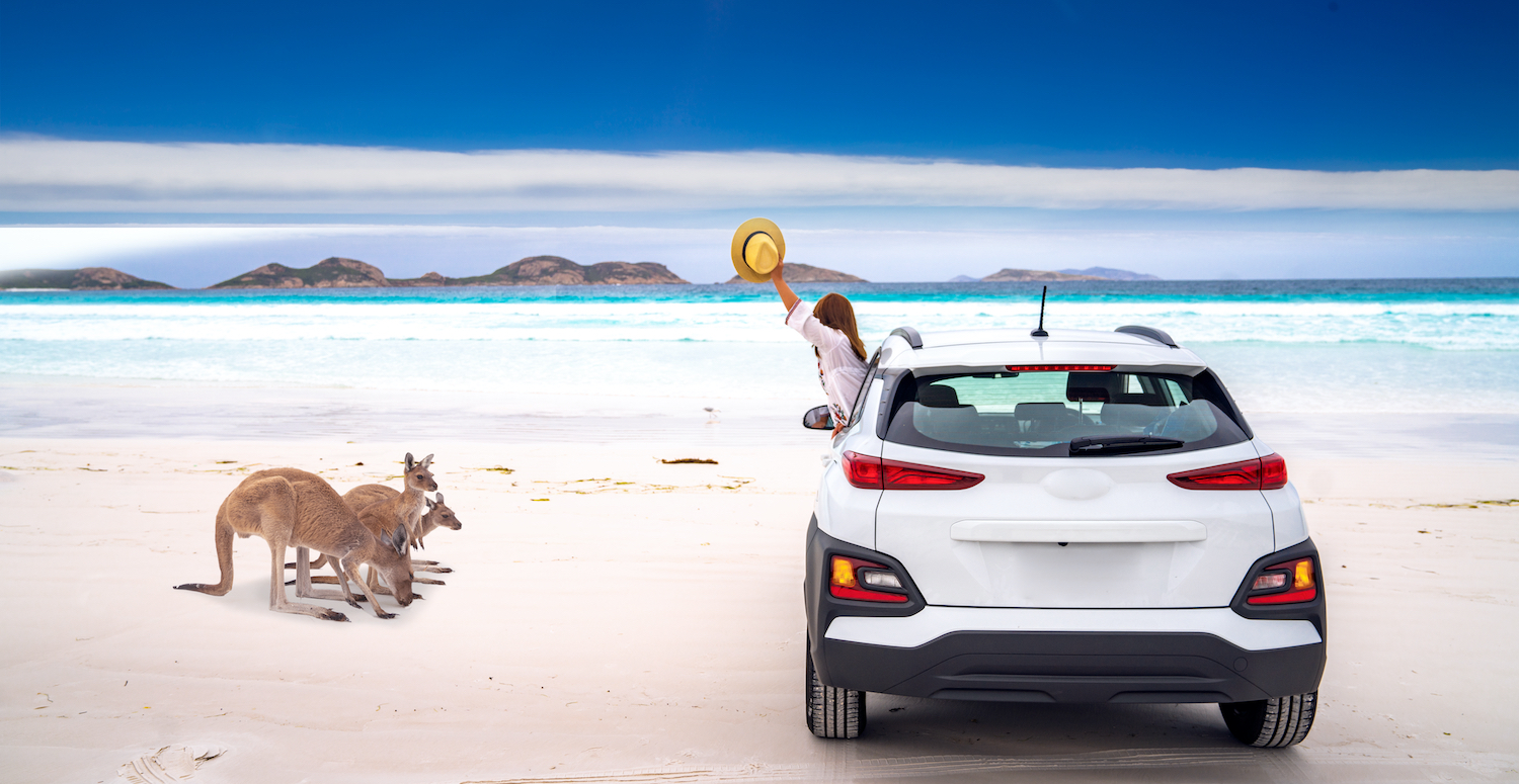 Kangaroos, a woman inside the car