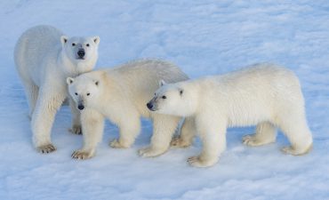 The three Polar Bears