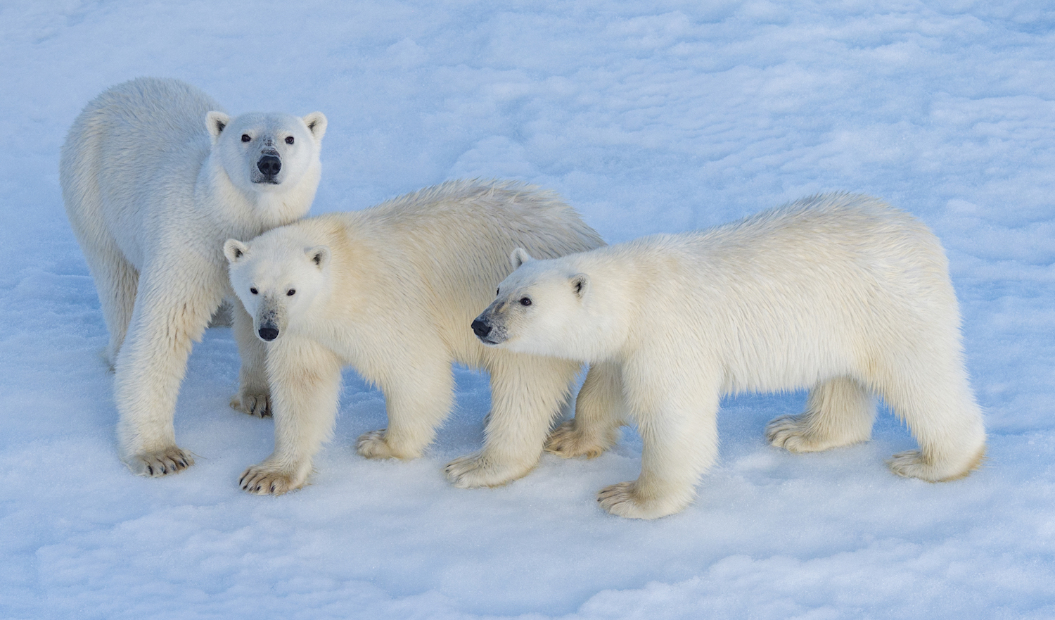 The three Polar Bears