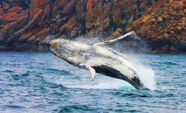 Whales breaching in Wineglass Bay