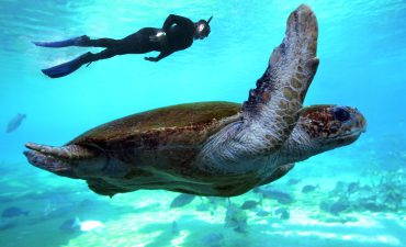 Barrier Reef