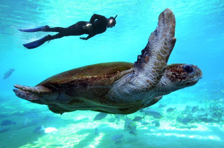 Barrier Reef