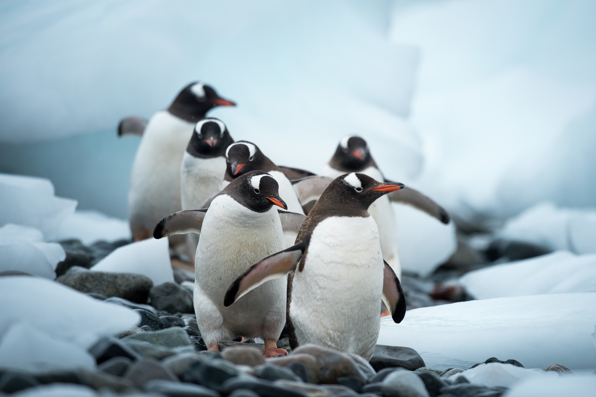 Hurry - book with confidence by Sunday for a journey to the most unspoilt place on earth