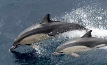 Amazing pictures from Coral Expeditions' circumnavigation of Tasmania