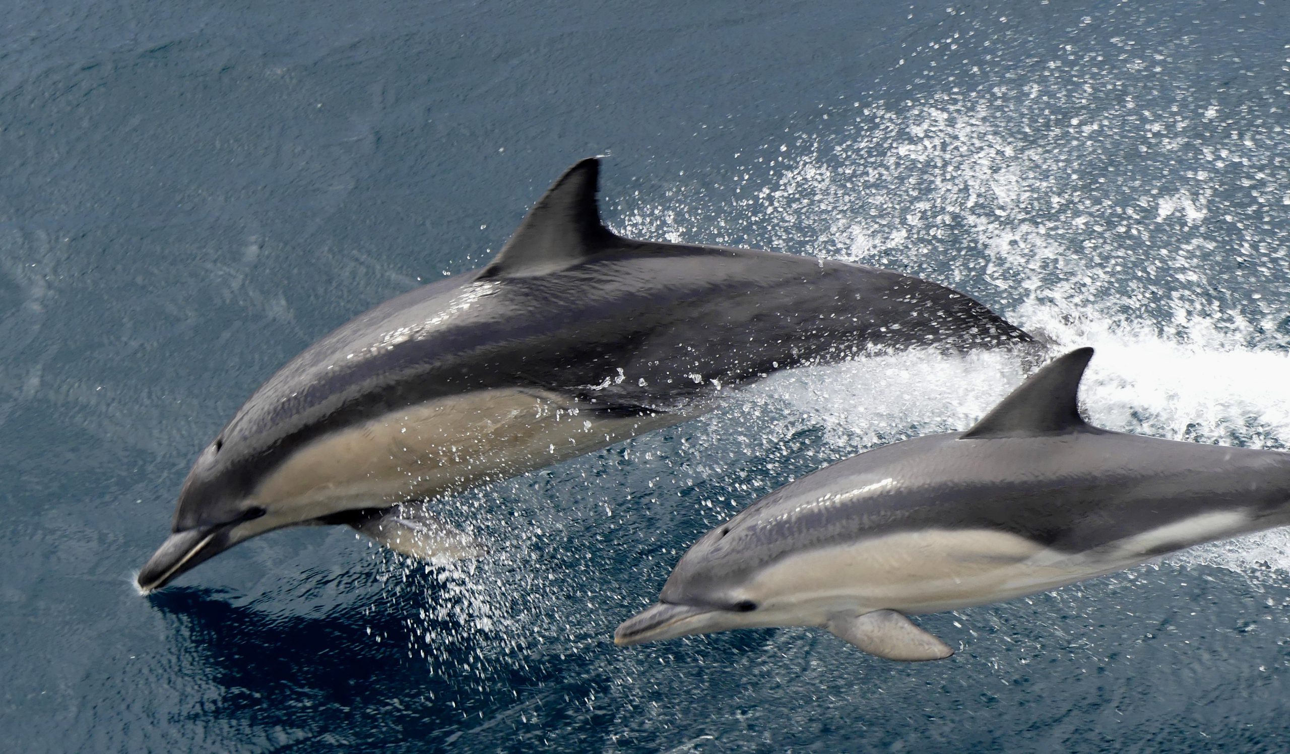 Amazing pictures from Coral Expeditions' circumnavigation of Tasmania