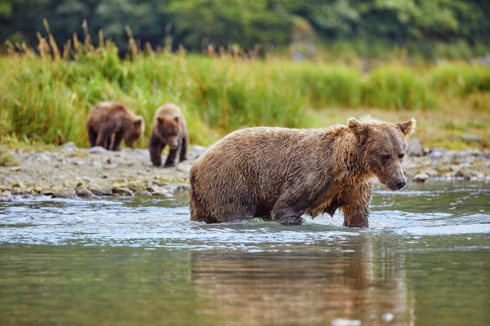 Kodiak Air Geo Harbour Kinak Bay Katmai NP Alaska Travel Hurtigruten HGR 145311 1920 Photo Ashton Ray Hansen