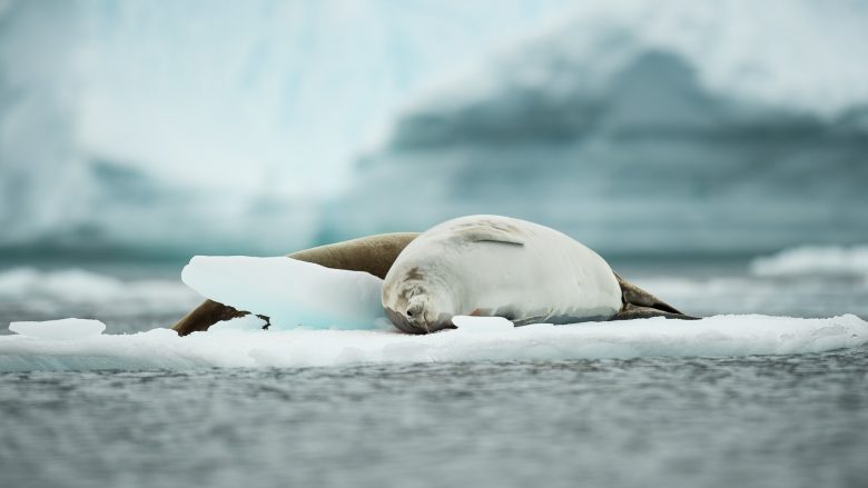 Cuverville Island Antarctica HGR 114712 1920 Photo Andreas Kalvig Anderson