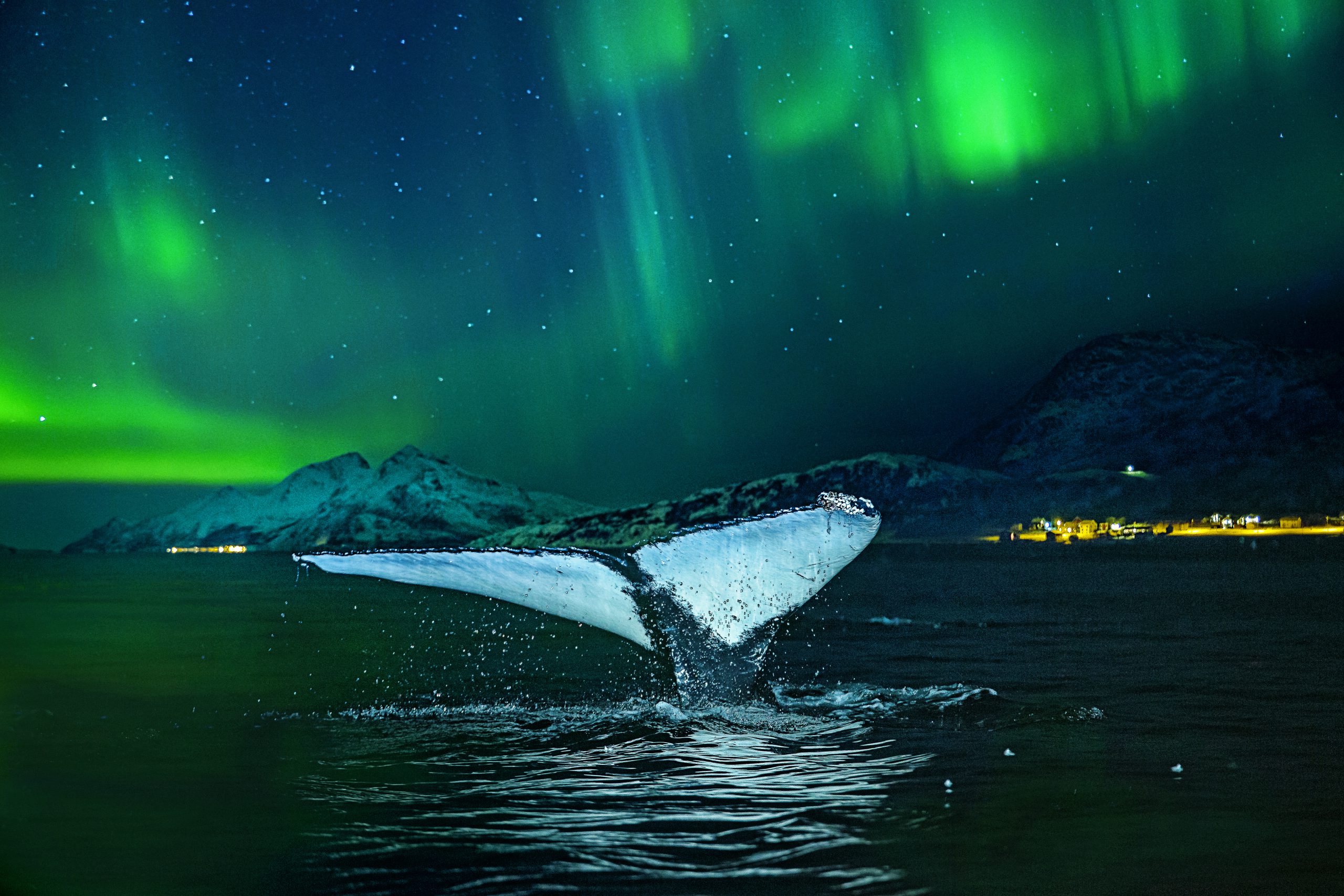 Cruise Norway all year round with Hurtigruten and celebrate