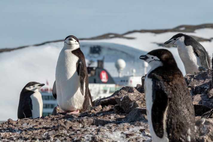 Penguins Half Moon Island Antarctica HGR 132809 1920 Photo Andrea Klaussner