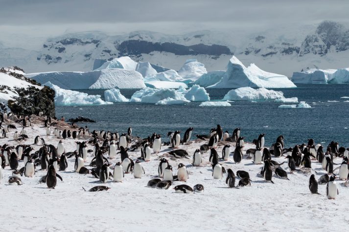 Cuverville Island Antarctica HGR 142036 1920 Photo Andrea Klaussner