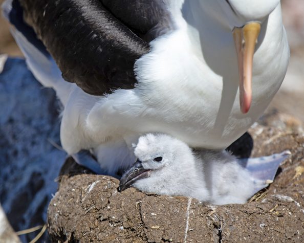 SE Falklands West Point and Saunders Islands Black browed Albatross Roger Pimenta 001