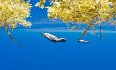 P&O guests help release 13,000 turtle hatchlings in the South Pacific