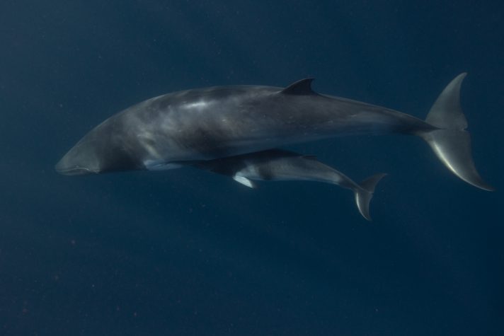 GBR Legacy Citizen Science mother and calf 71