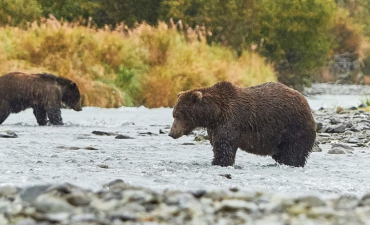 hurtigruten bear